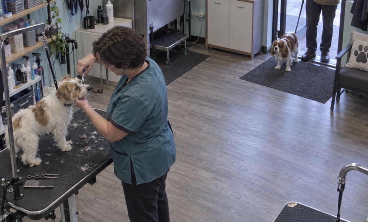 Husband Said Wife’s Pet-Grooming Business Would Fail Within a Year – Next Morning, His Boss Asked Her Not to Call Him Ye